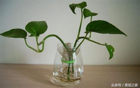 全身鏡位置房間 室內水生植物盆栽